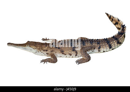 Phillipine coccodrillo isolato su uno sfondo bianco Foto Stock