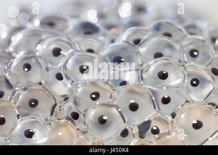 Frog spawn da Rana comune Foto Stock