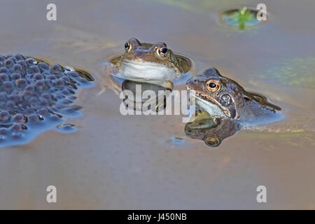 Duo rane comuni vicino frog spawn Foto Stock