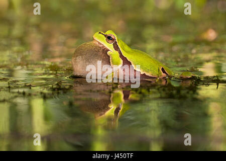 Comune maschio raganella chiamando Foto Stock