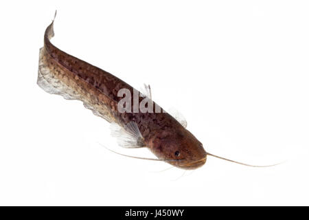 Wels catfish isolata contro uno sfondo bianco Foto Stock