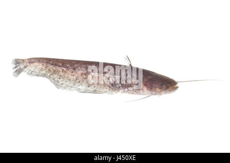 Wels catfish isolata contro uno sfondo bianco Foto Stock