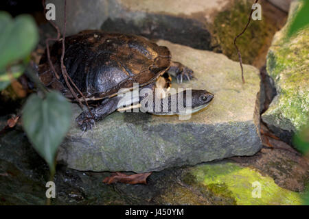 Est a collo lungo turtle basking su roccia Foto Stock