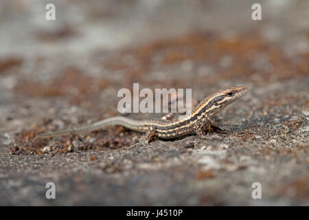 I capretti comune parete lizard sulla parete Foto Stock