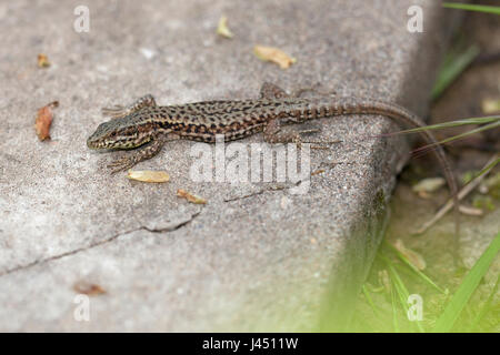 Parete comune lizard in pietra in giardino Foto Stock