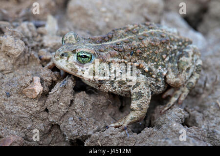 Natterjack su terreni agricoli Foto Stock