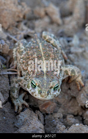 Natterjack su terreni agricoli Foto Stock