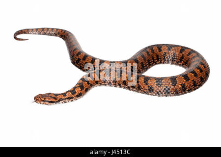 Foto di una vipera comune contro uno sfondo bianco Foto Stock