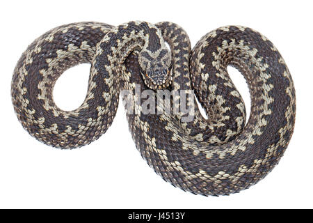 Foto di un maschio di vipera comune contro uno sfondo bianco Foto Stock