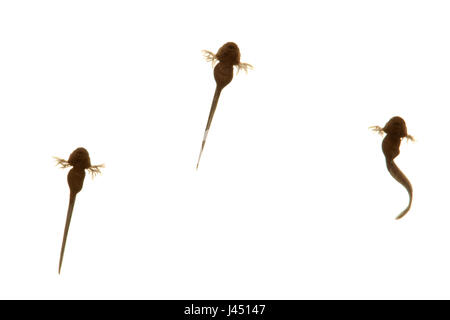 Metamorfosi della rana comune da spawn per foto di rana 7/12 - tadpole Foto Stock