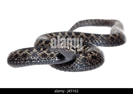 Foto di un maschio di vipera comune contro uno sfondo bianco Foto Stock