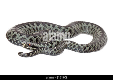 Foto di un maschio di vipera comune contro uno sfondo bianco Foto Stock