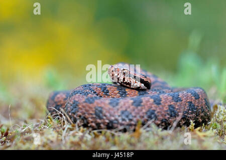 Basking asp viper Foto Stock