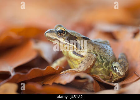 Rana comune tra foglie di autunno Foto Stock