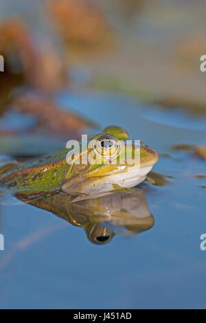 Ritratto di una rana in piscina Foto Stock