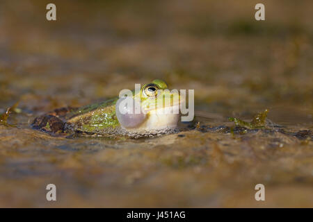 Chiamando maschio rana in piscina Foto Stock
