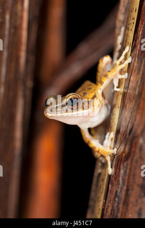Treefrog comune sul ramoscello Foto Stock