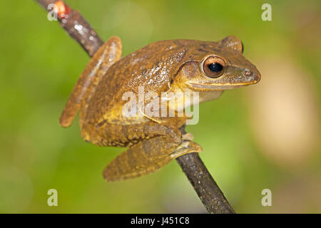 Treefrog comune sul ramoscello Foto Stock