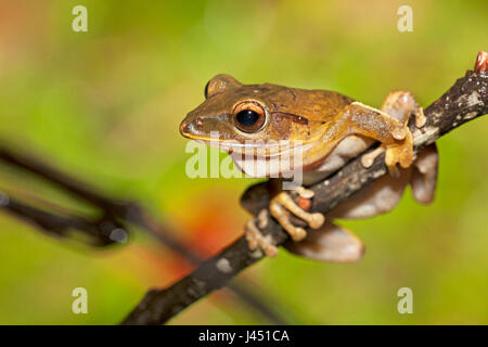 Treefrog comune sul ramoscello Foto Stock