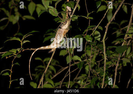 Mountain cornuto dragon dormire nella struttura ad albero Foto Stock