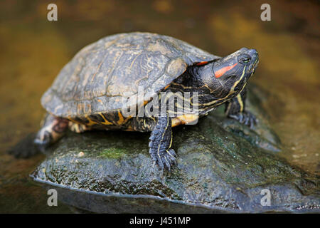 Red eared slider crogiolarvi al sole su una roccia Foto Stock