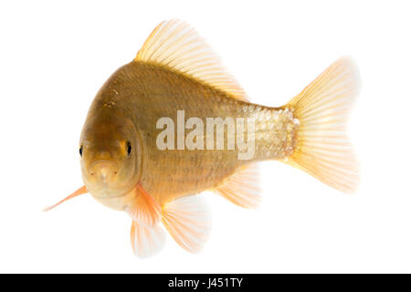 Adulto crusian carp isolato su bianco Foto Stock