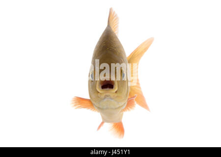 Adulto crusian carp isolato su bianco Foto Stock