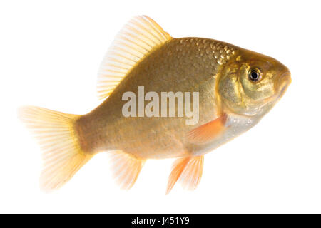 Adulto crusian carp isolato su bianco Foto Stock