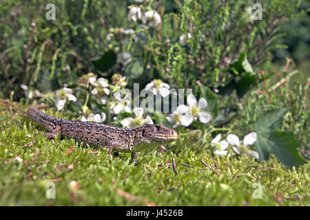 Foto di una femmina di crogiolarsi biacco accanto al rovo e Heather Foto Stock