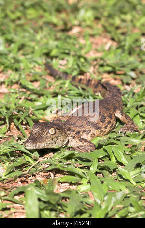 Foto di un coccodrillo del Nilo hatchling Foto Stock