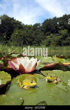 Foto di due rane commestibili seduto su una foglia di europeo waterlilly bianco con un fiore in background fotografati nel loro ambiente naturale Foto Stock