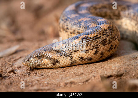 Ritratto di una boa di sabbia Foto Stock