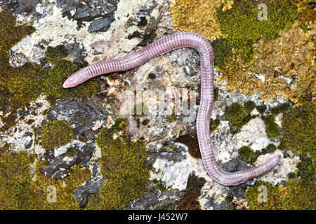Foto di un worm anatolica lizard su una roccia con licheni Foto Stock