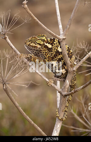 Foto verticale di un camaleonte nella vegetazione Foto Stock