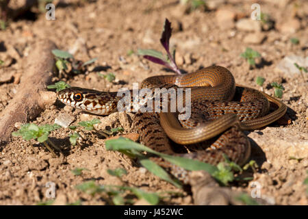 Foto di un bambino Caspian frusta snake su un suolo roccioso Foto Stock