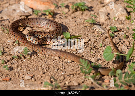 Foto di un bambino Caspian frusta snake su un suolo roccioso Foto Stock