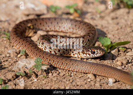 Foto di un bambino Caspian frusta snake su un suolo roccioso Foto Stock