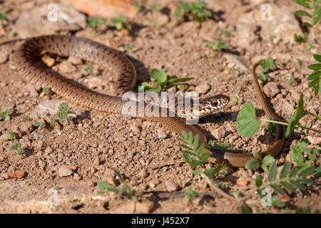 Foto di un bambino Caspian frusta snake su un suolo roccioso Foto Stock