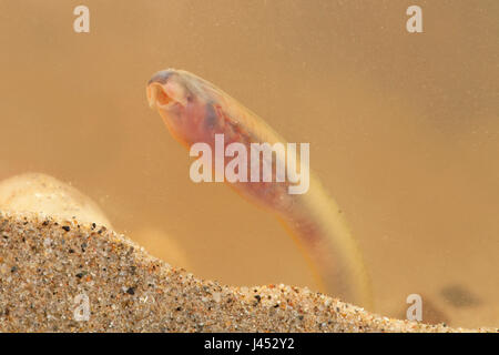 Foto di un fiume Lamprey o Brook Lamprey larve, queste specie sono così strettamente correlate che non è possibile identificare le larve nel campo. In questa posizione entrambe le specie si verificano in modo che le foto possano essere di una delle due specie. Foto Stock