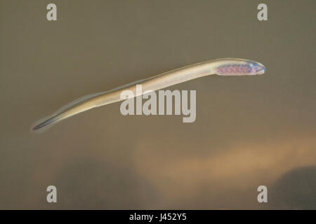 Foto di un fiume Lamprey o Brook Lamprey larve, queste specie sono così strettamente correlate che non è possibile identificare le larve nel campo. In questa posizione entrambe le specie si verificano in modo che le foto possano essere di una delle due specie. Foto Stock