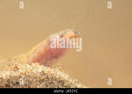 Foto di un fiume Lamprey o Brook Lamprey larve, queste specie sono così strettamente correlate che non è possibile identificare le larve nel campo. In questa posizione entrambe le specie si verificano in modo che le foto possano essere di una delle due specie. Foto Stock