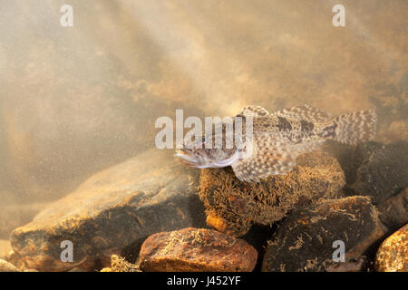 Foto di una paratia che giace su un fondo roccioso con luce proveniente da sopra Foto Stock