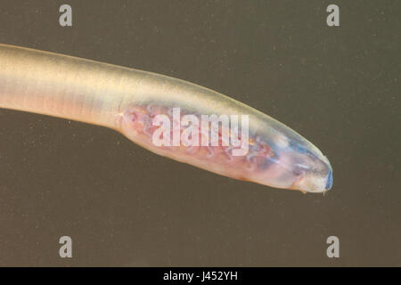 Foto di un fiume Lamprey o Brook Lamprey larve, queste specie sono così strettamente correlate che non è possibile identificare le larve nel campo. In questa posizione entrambe le specie si verificano in modo che le foto possano essere di una delle due specie. Foto Stock