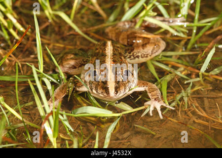 Foto di una rana di erba in un rainpool tra erba Foto Stock