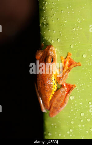 Foto di un arlecchino raganella su una foglia verde Foto Stock