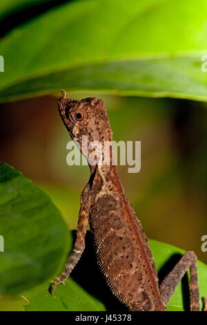 Foto di un arbusto ornati lizard su una foglia verde Foto Stock