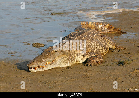 Foto di una grande coccodrillo del Nilo giacente in corrispondenza del bordo dell'acqua Foto Stock