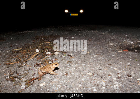 Foto di un rospo comune attraversare una strada durante la migrazione a molla durante la notte con una vettura in background con i fari anteriori Foto Stock