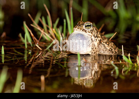 Chiamando natterjack maschio toad in acqua con enorme vocal sac Foto Stock