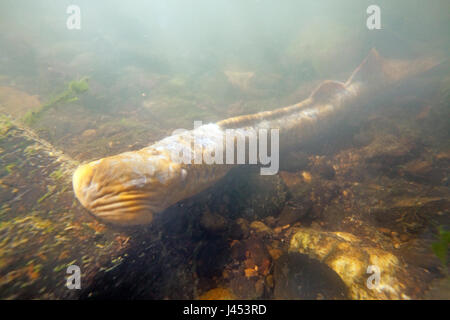 Foto di un adulto di lampreda di mare sul fondo del fiume sulle zone di riproduzione Foto Stock